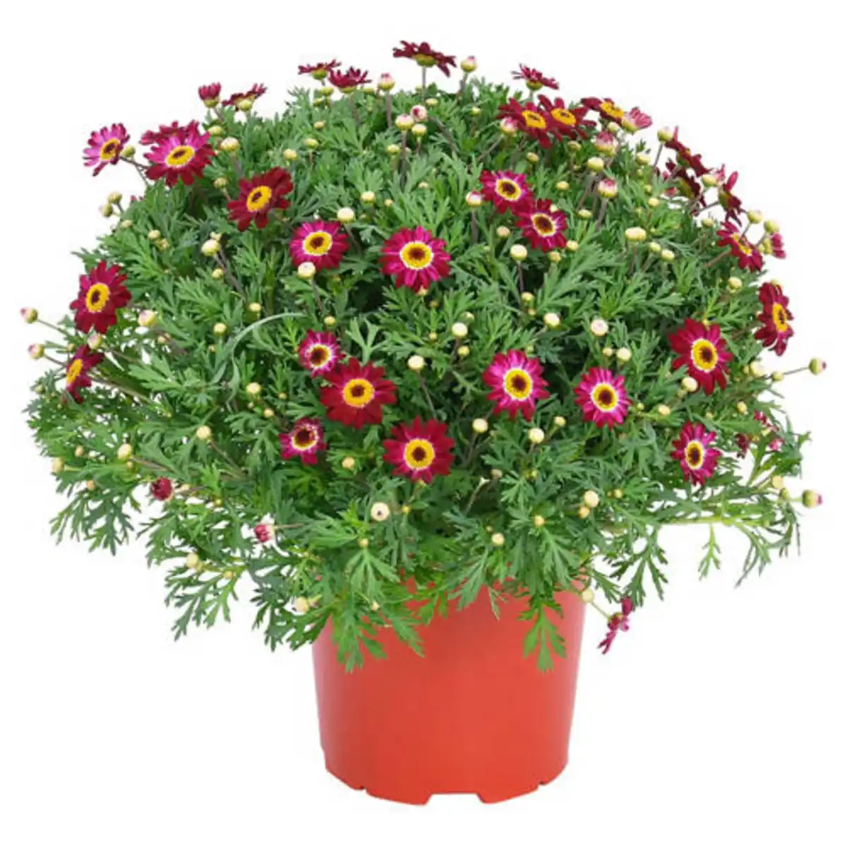Bild 1 von GARDENLINE Margeriten Busch, rot