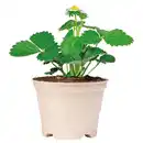 Bild 1 von GARDENLINE Pflanzenstarter im kompostierbaren Topf, Erdbeere