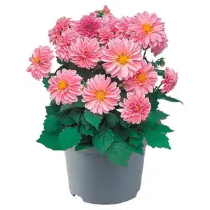 GARDENLINE Beetpflanze, Dahlie rosa