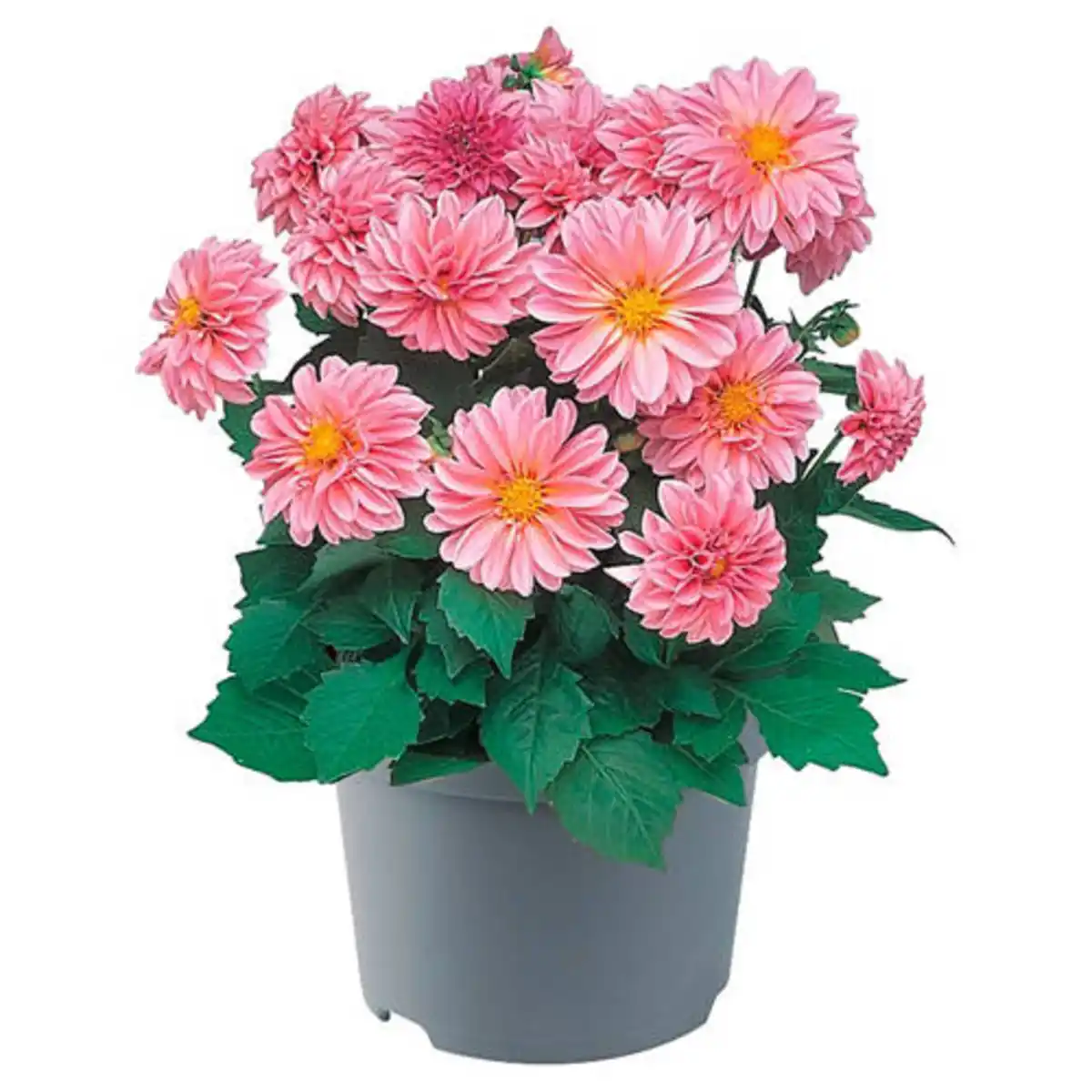 Bild 1 von GARDENLINE Beetpflanze, Dahlie rosa