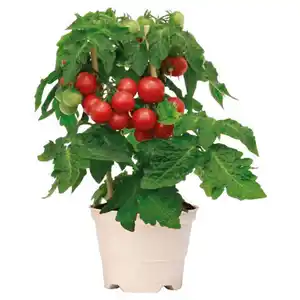 GARDENLINE Cherrytomate, Rot