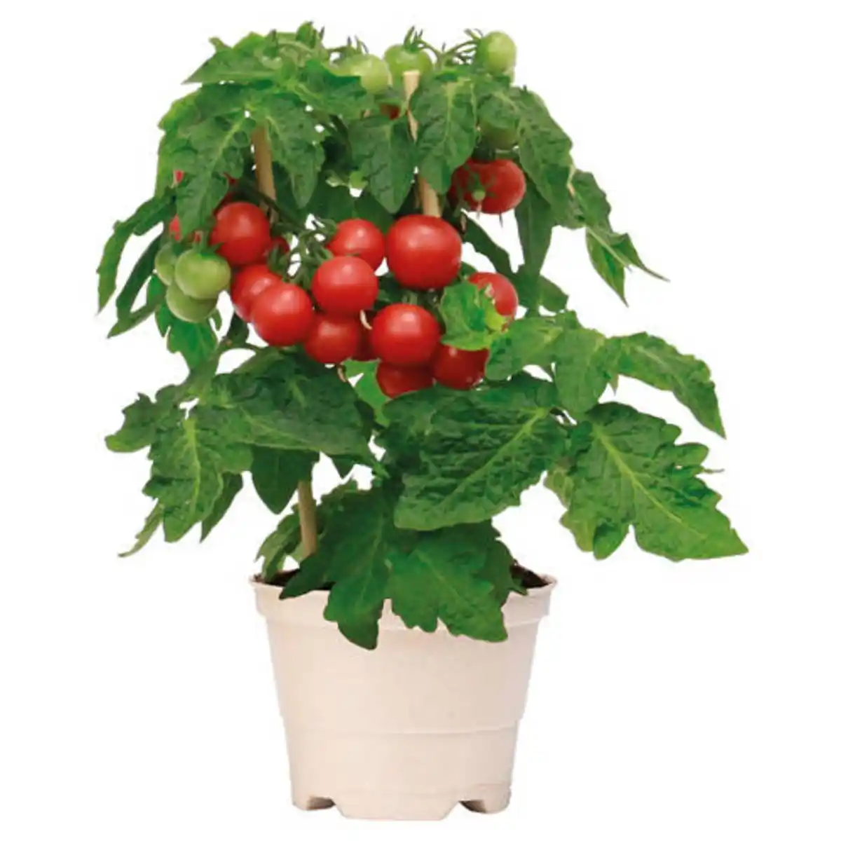 Bild 1 von GARDENLINE Cherrytomate, Rot