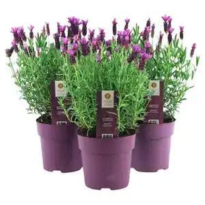 GARDENLINE Schopflavendel Trio