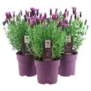 Bild 1 von GARDENLINE Schopflavendel Trio