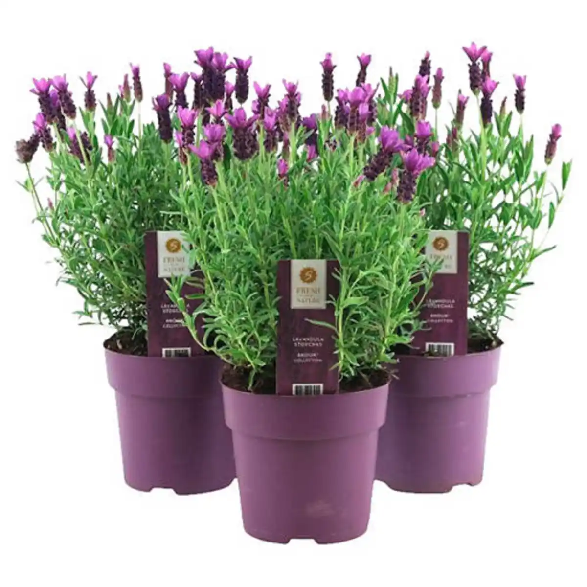 Bild 1 von GARDENLINE Schopflavendel Trio