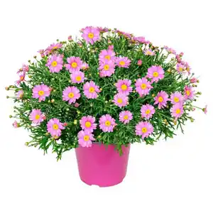 GARDENLINE Margeriten Busch, rosa