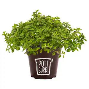 GARDENLINE Gourmet-Kräuter Mix, Pizza-Oregano