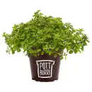 Bild 1 von GARDENLINE Gourmet-Kräuter Mix, Pizza-Oregano