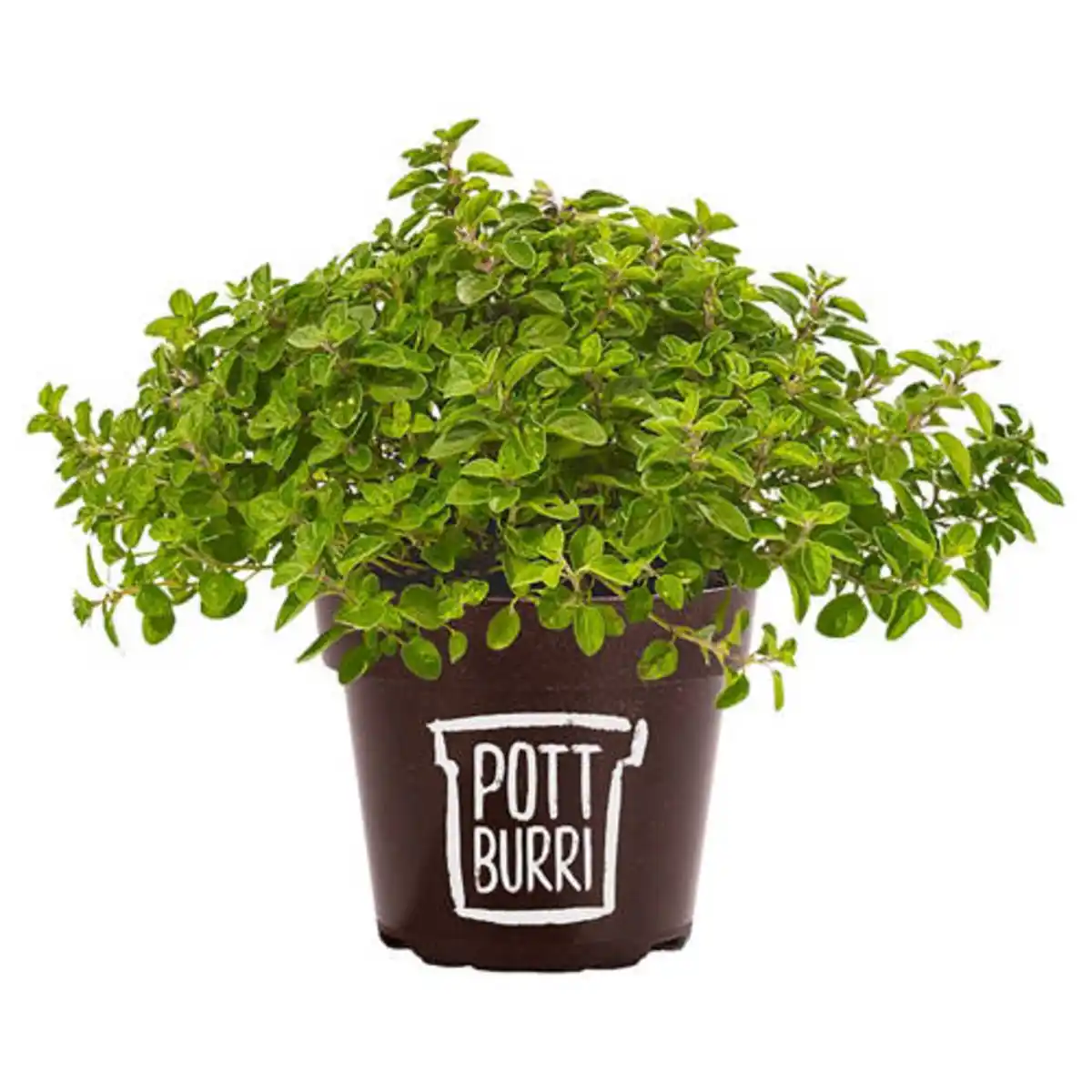 Bild 1 von GARDENLINE Gourmet-Kräuter Mix, Pizza-Oregano