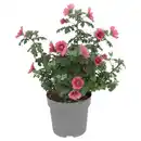 Bild 1 von GARDENLINE Beet- und Balkonpflanzen, Scheinmalve