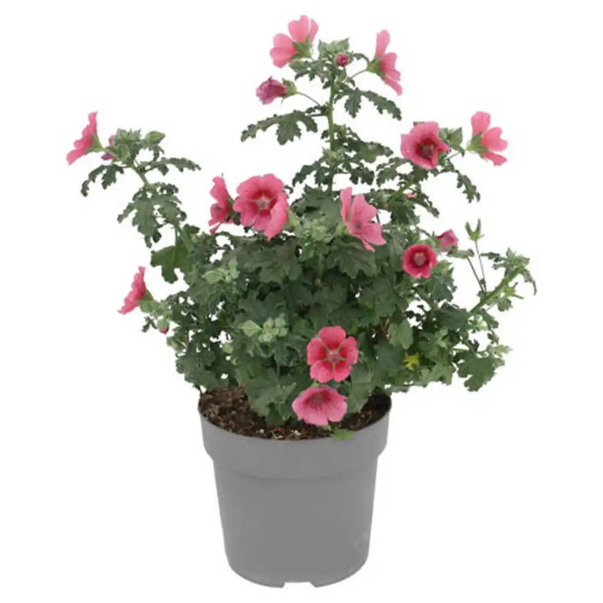 Bild 1 von GARDENLINE Beet- und Balkonpflanzen, Scheinmalve