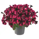 Bild 1 von GARDENLINE Petunie Duo