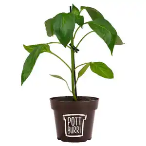 GARDENLINE Paprika, Rot