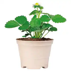 GARDENLINE Erdbeeren