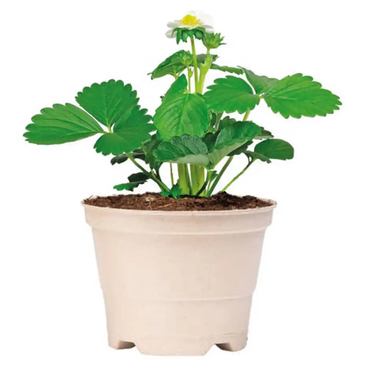 Bild 1 von GARDENLINE Erdbeeren