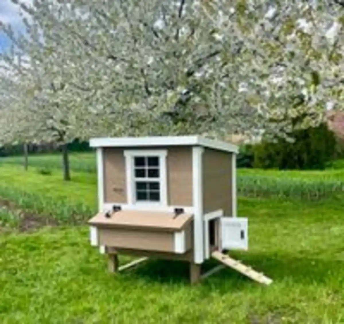 Bild 4 von Hühnerstall Mitte EZ Chicken Home  1,68 m²  Beige hergestellt in EU