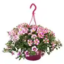 Bild 1 von GARDENLINE Ampel Petunie Amore