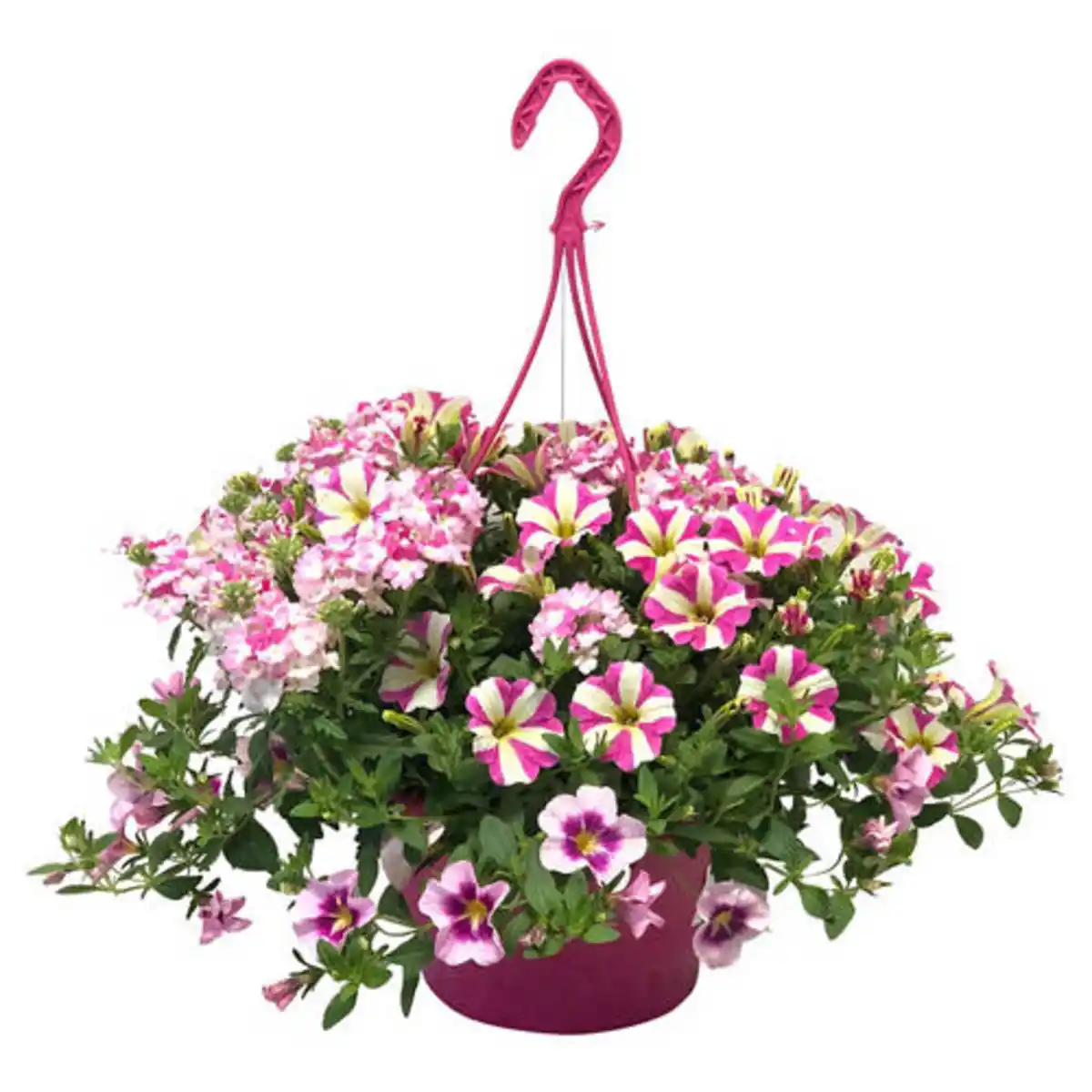 Bild 1 von GARDENLINE Ampel Petunie Amore