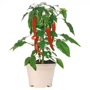 GARDENLINE Chili Rot