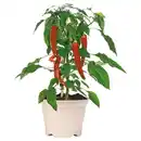 Bild 1 von GARDENLINE Chili Rot