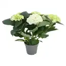 Bild 1 von GARDENLINE Hortensien Busch weiß