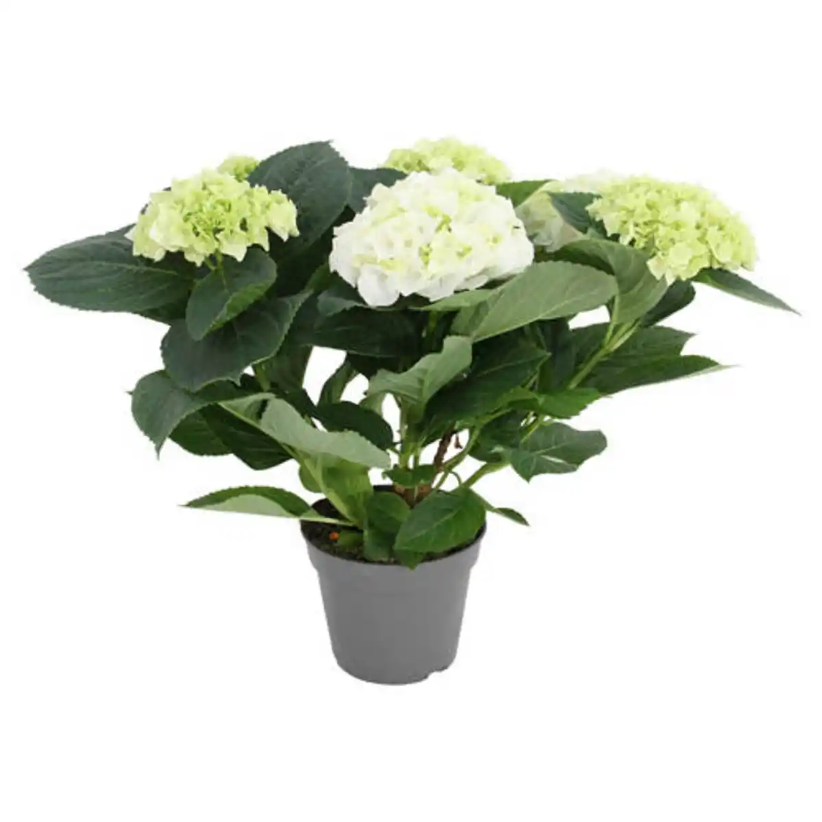 Bild 1 von GARDENLINE Hortensien Busch weiß