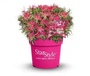 Rhododendron »Star Style«, pink