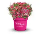 Bild 1 von Rhododendron »Star Style«, pink