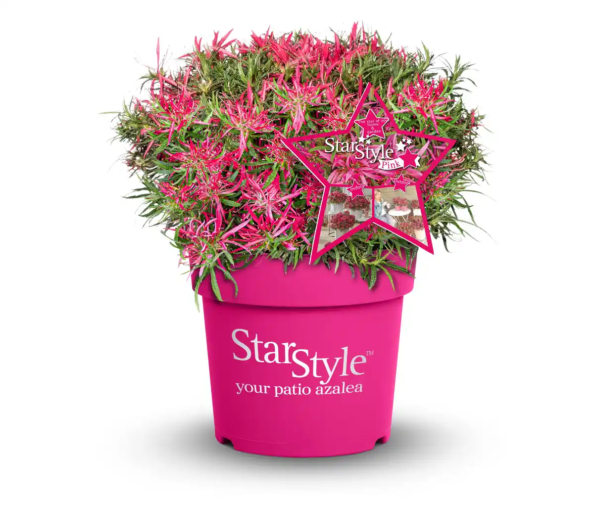 Bild 1 von Rhododendron »Star Style«, pink