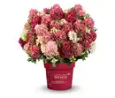 Bild 1 von Rispenhortensie »Groundbreaker Ruby«