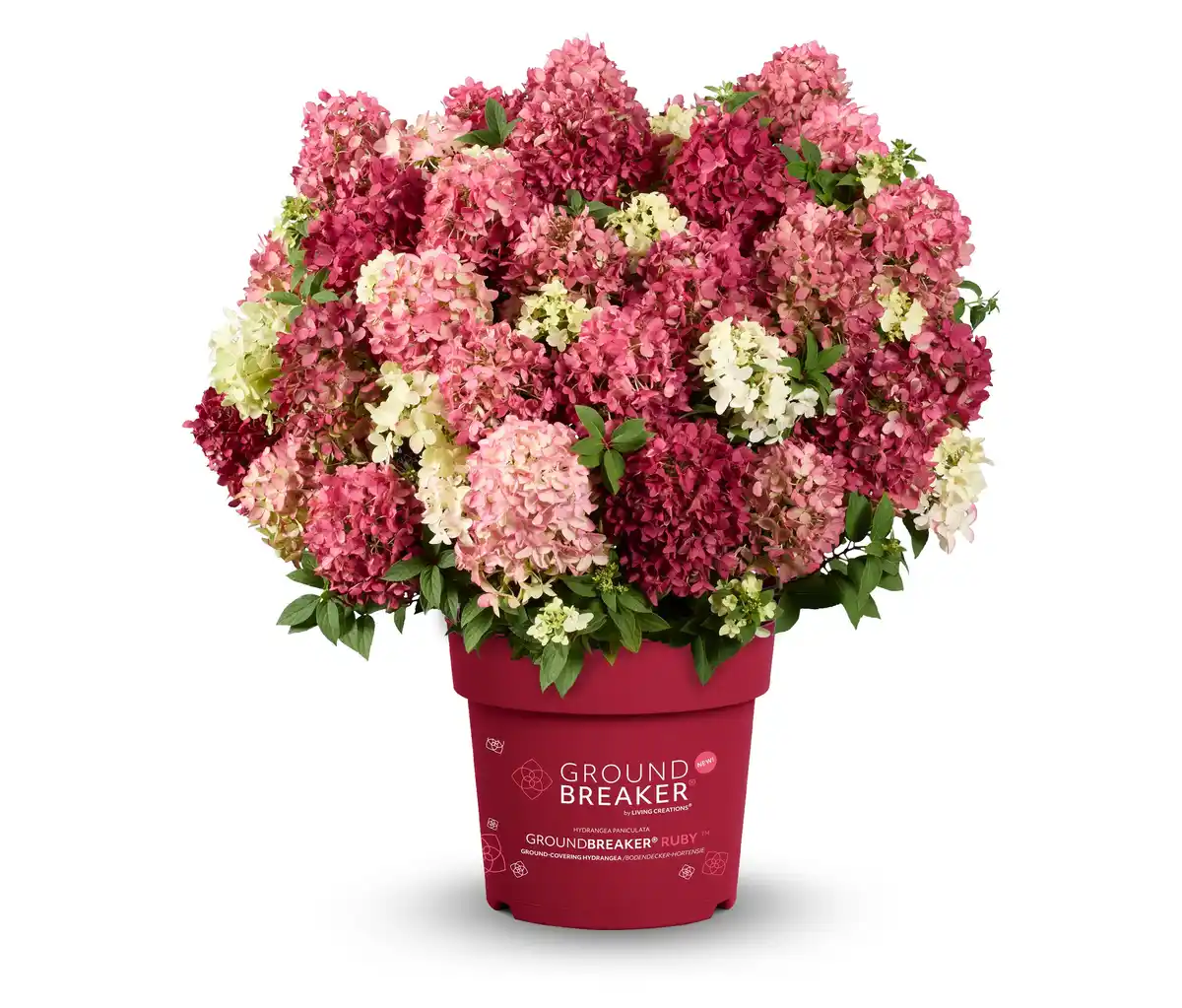 Bild 1 von Rispenhortensie »Groundbreaker Ruby«