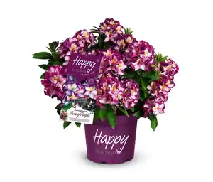 Rhododendron Hybride »Happy Dendron« Pushy Purple