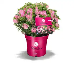 Rhododendron »Bloombux«
