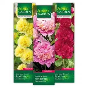 Finest Garden Stockrose / Pfingstrose