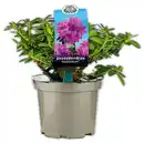 Bild 1 von Rhododendron