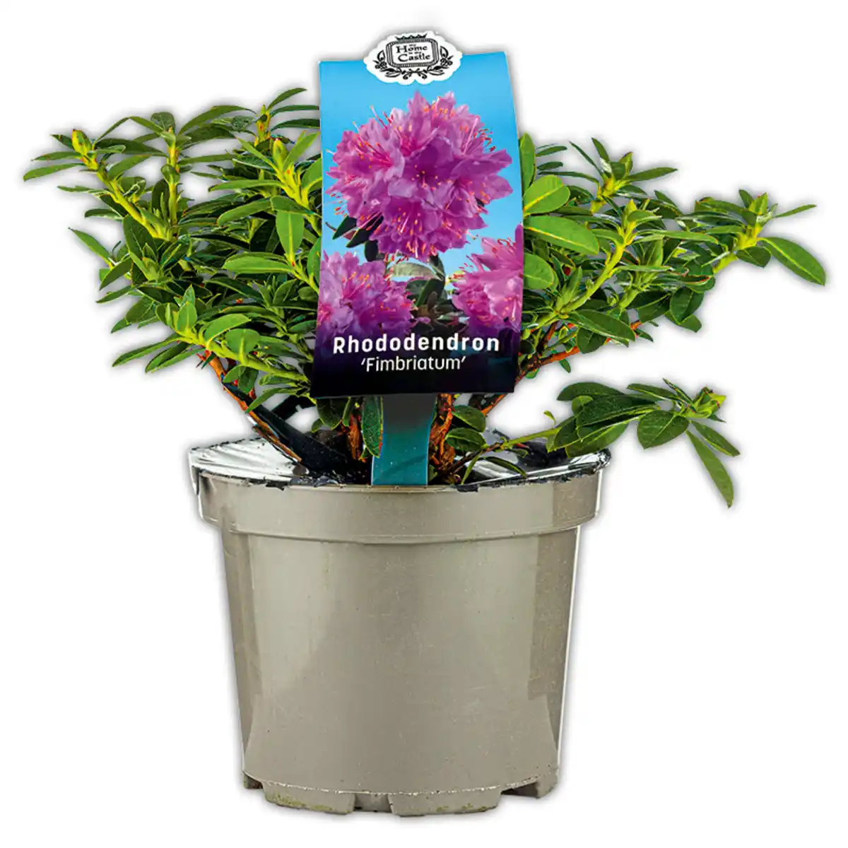 Bild 1 von Rhododendron