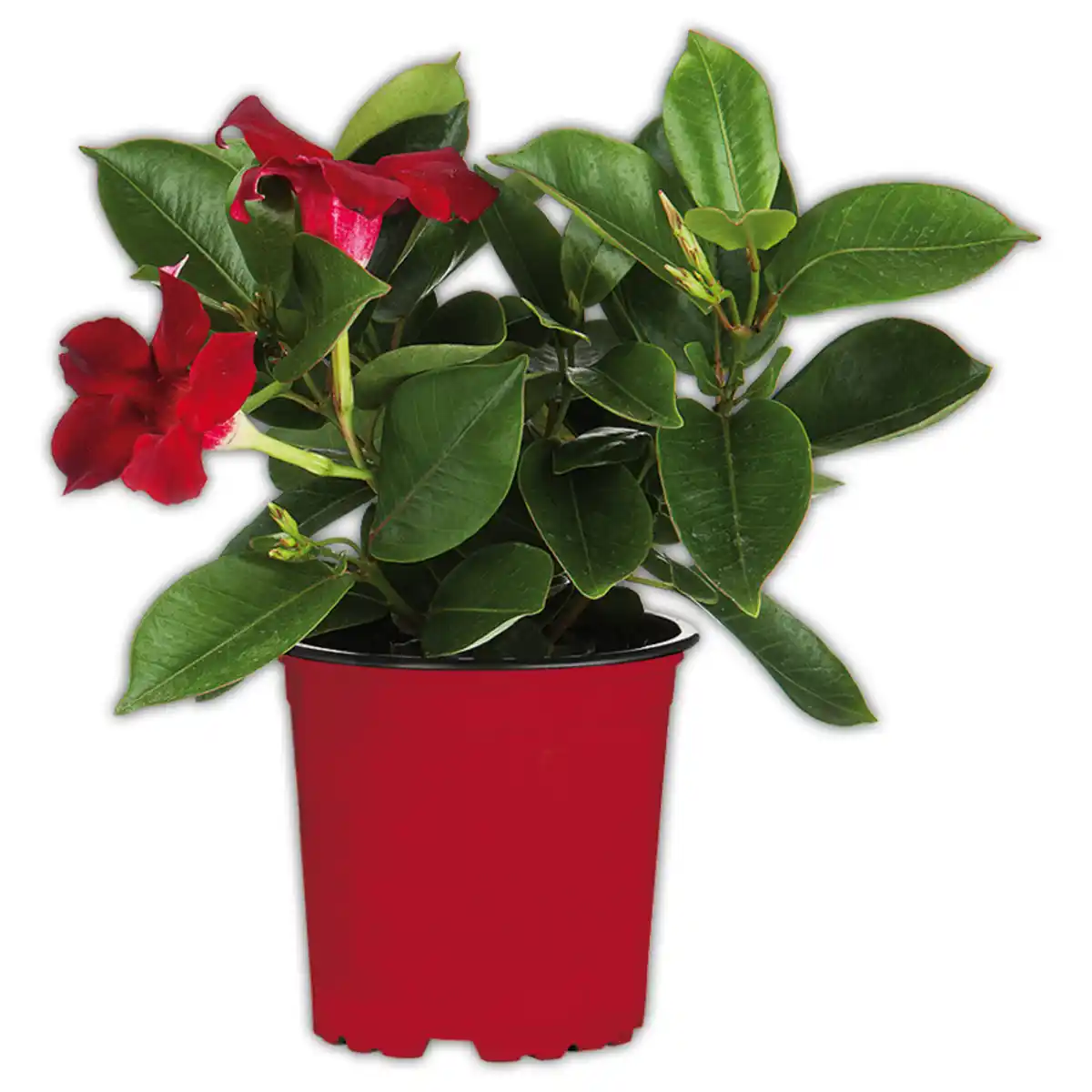 Bild 1 von Dipladenia