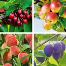 Bild 1 von Zwergobstbaum