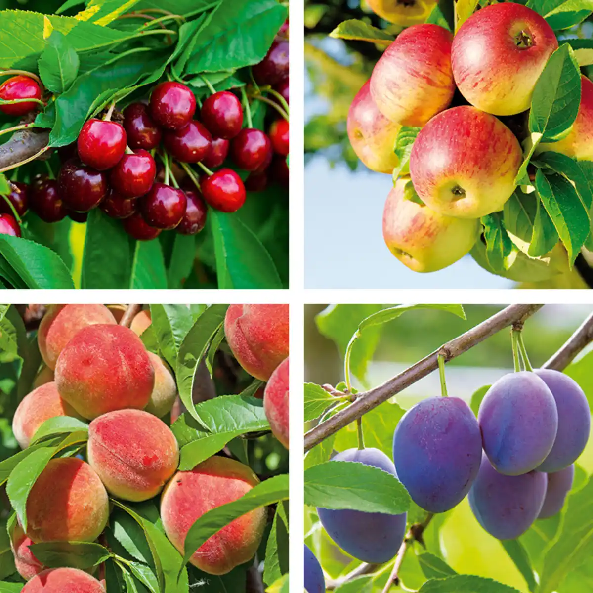 Bild 1 von Zwergobstbaum