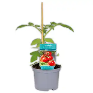 Krautfäule-Resistente Tomaten