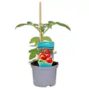 Bild 1 von Krautfäule-Resistente Tomaten
