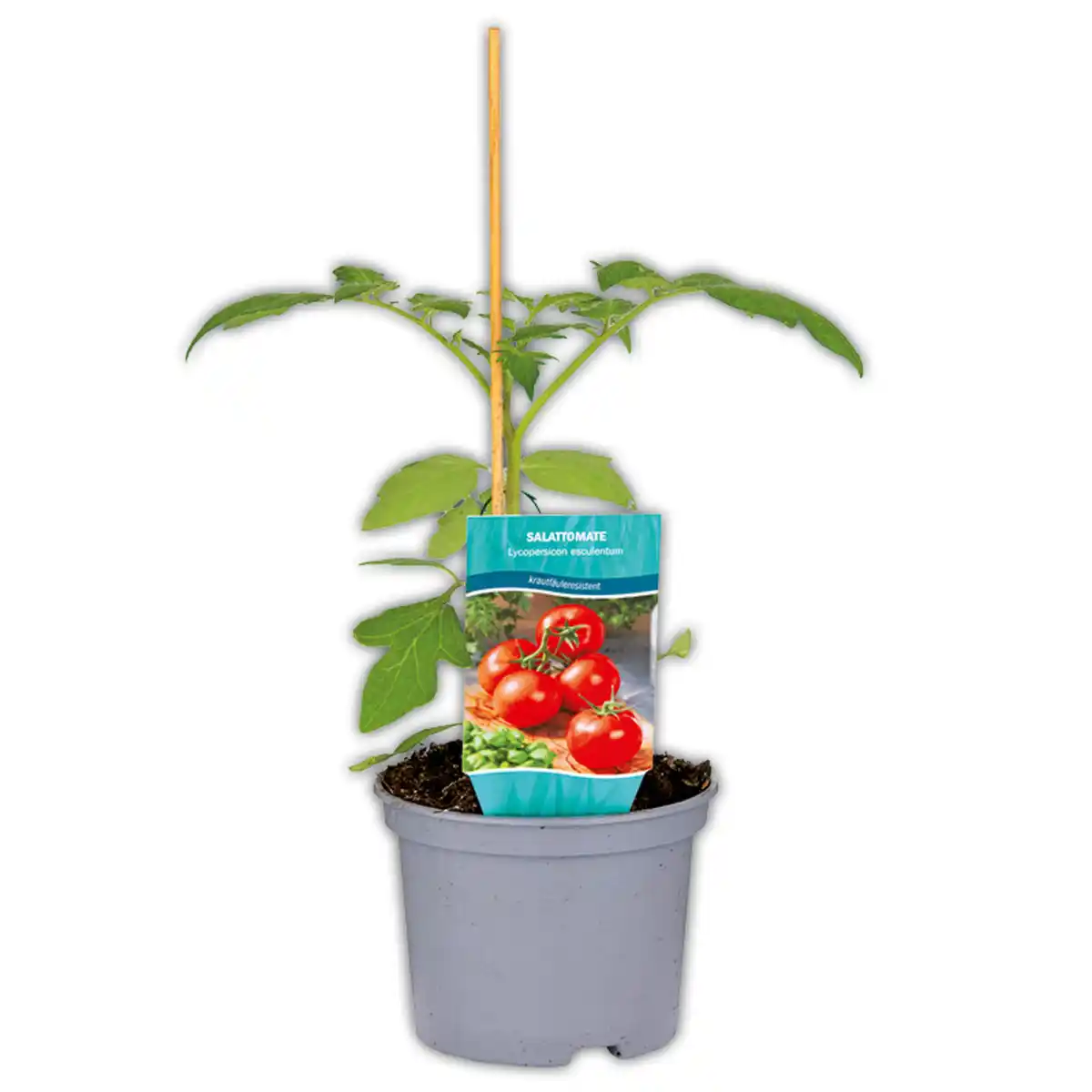 Bild 1 von Krautfäule-Resistente Tomaten