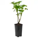 Bild 1 von GARDENLINE Brombeere Schwarz