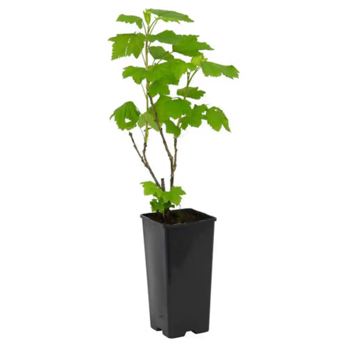 Bild 1 von GARDENLINE Himbeere Rot