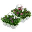 Bild 1 von Hängepetunie