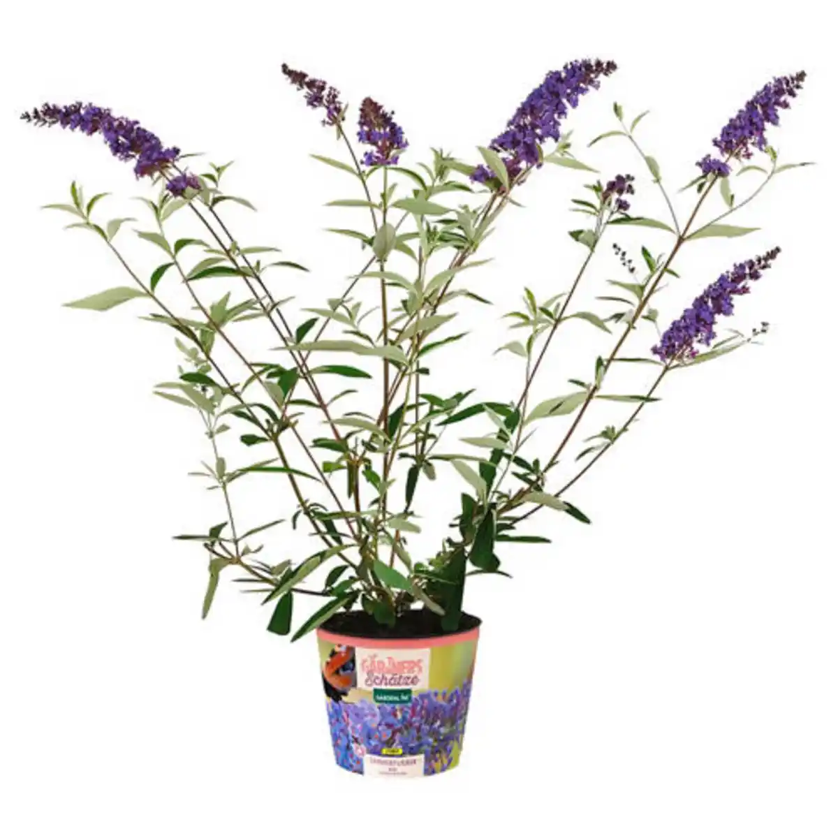 Bild 1 von GARDENLINE Buddleja im Potcover