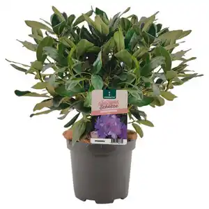 GARDENLINE Rhododendron