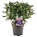 Bild 1 von GARDENLINE Rhododendron