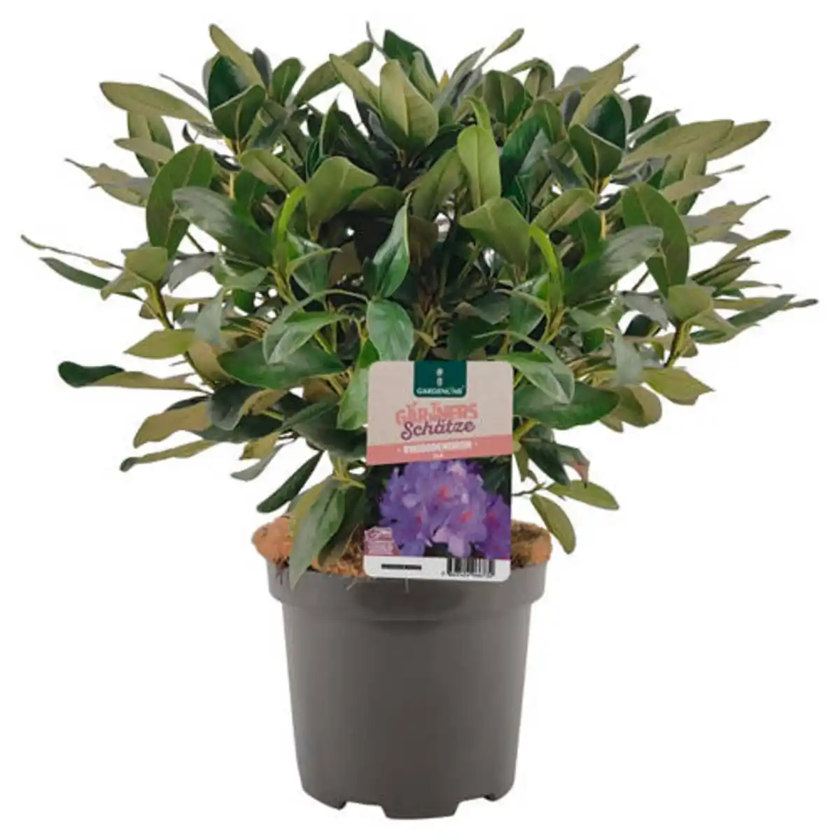 Bild 1 von GARDENLINE Rhododendron