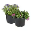 Bild 1 von Stauden-Mix